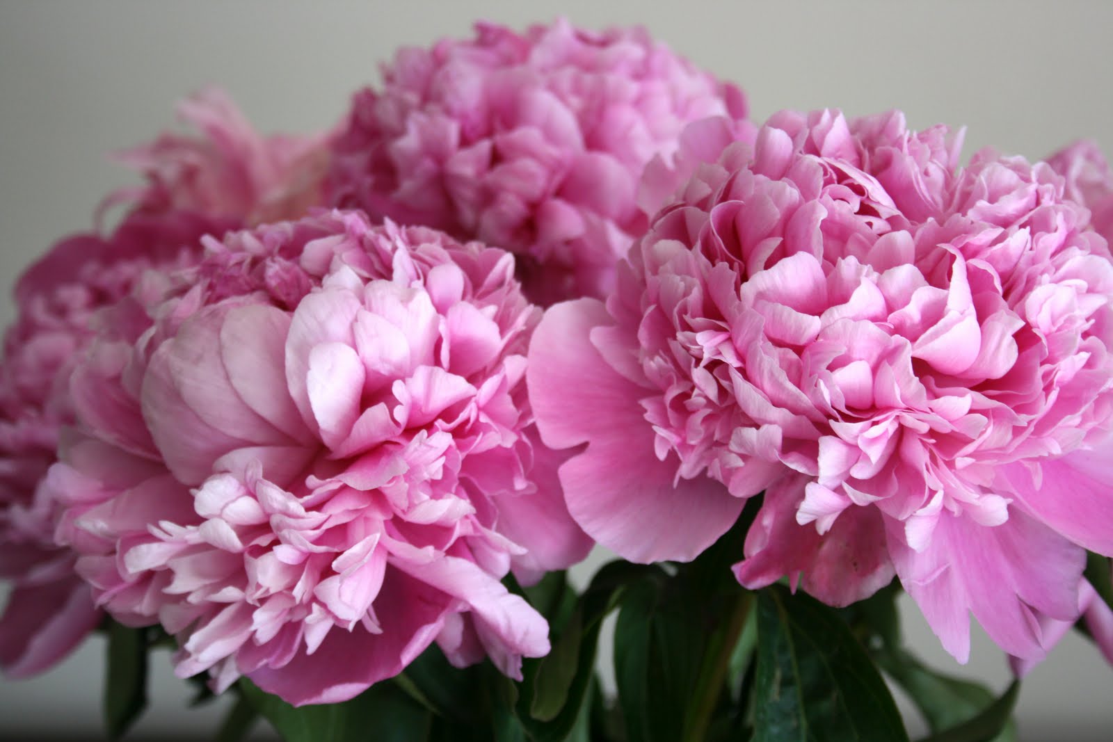 stephmodo: Peonies at Costco