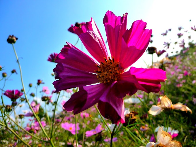 400 #コスモス #風景 #秋 #花 #秋桜