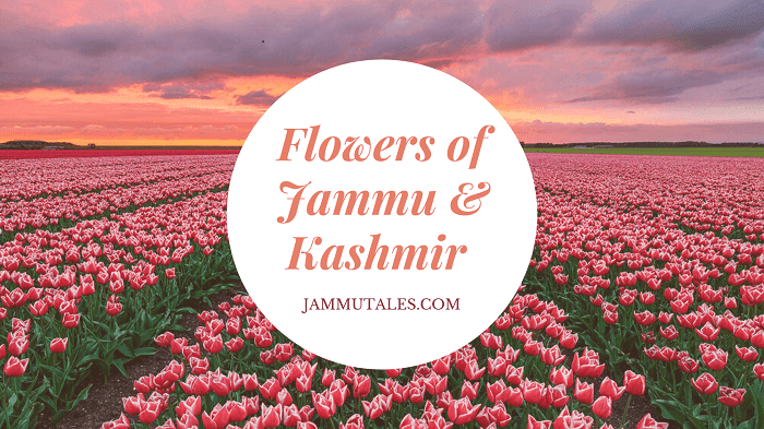 Flowers of Kashmir Valley