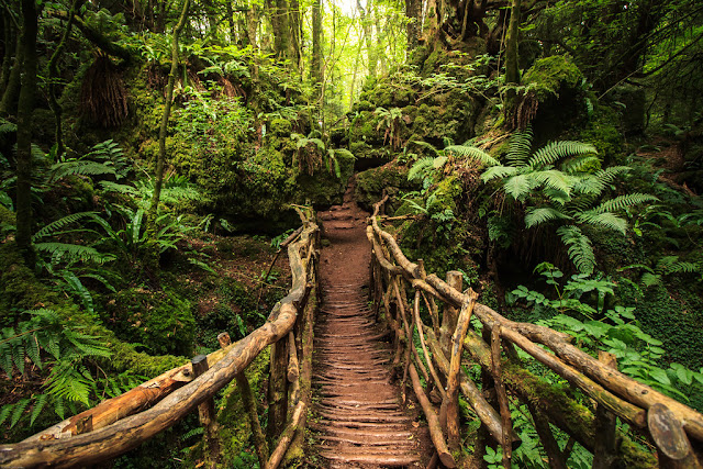 Puzzlewood Forest - England