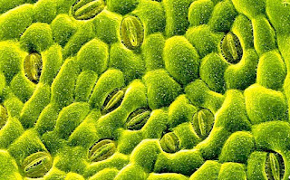 Pengertian, Fungsi dan Struktur Stomata