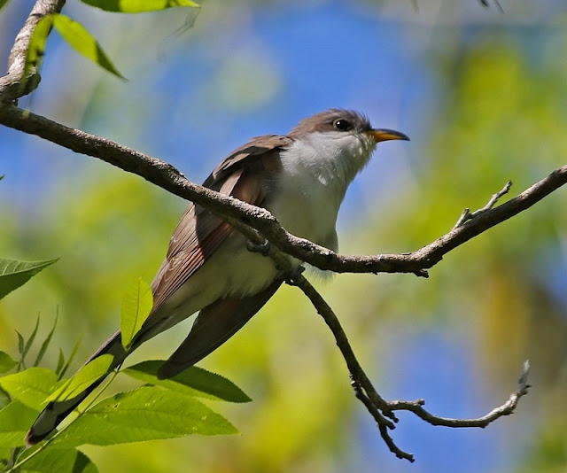 Cuckoo Bird, Birds