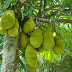 Jackfruits: