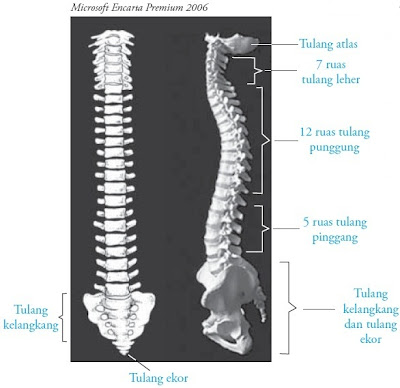  Setiap ruas tulang belakang ini mempunyai kemungkinan Pintar Pelajaran Ruas-Ruas Tulang Belakang Manusia