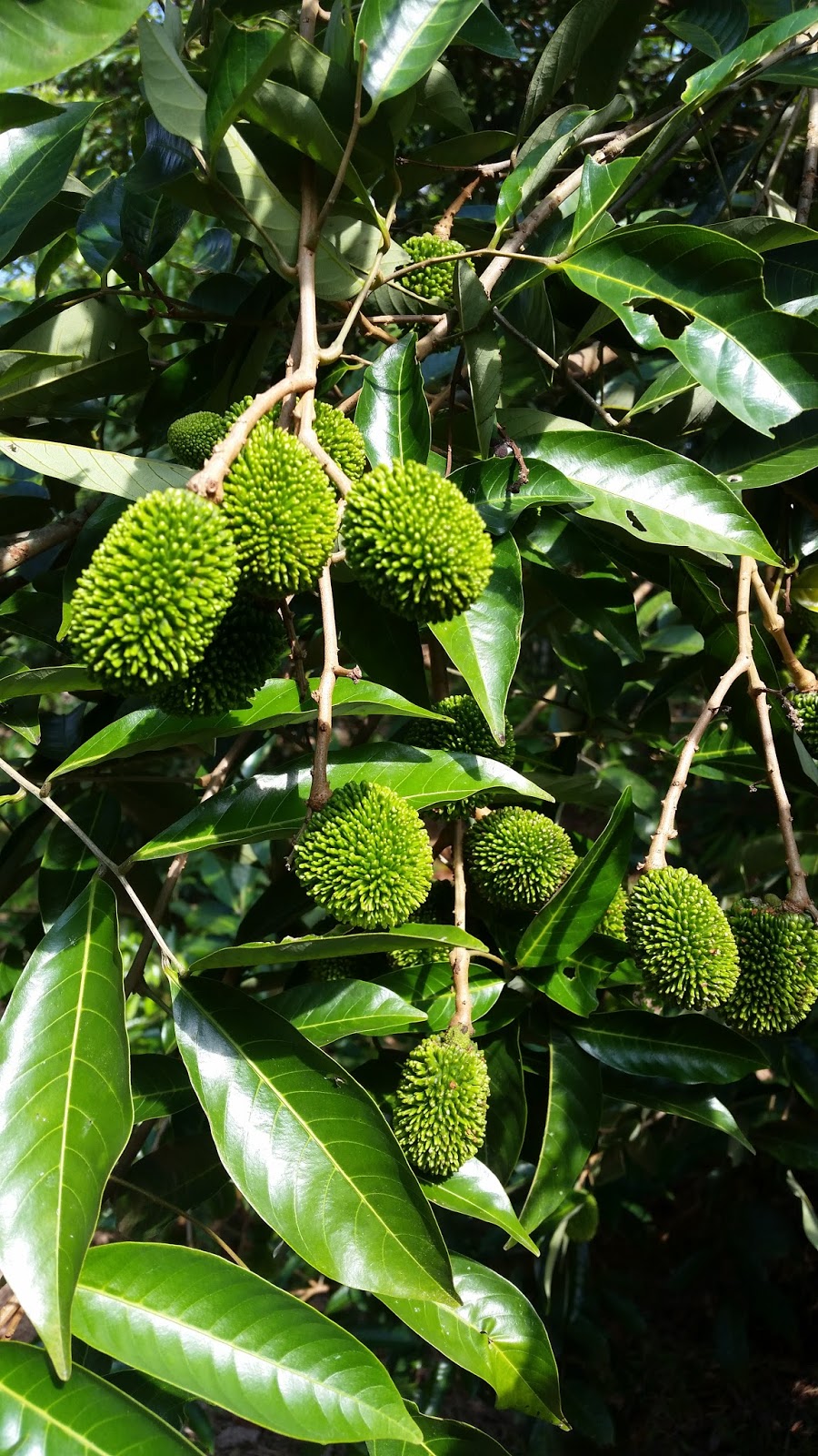 Warisan Petani Kebun Buah buahan  5 Musim Buah  