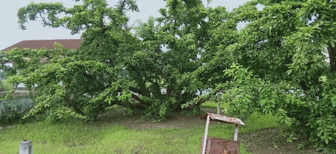 শিৱসাগৰ জিলাৰ পৰ্যটনস্থলী বিস্ময় বৃক্ষ  বাখৰ বেঙেনা