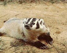 Facts about Badger