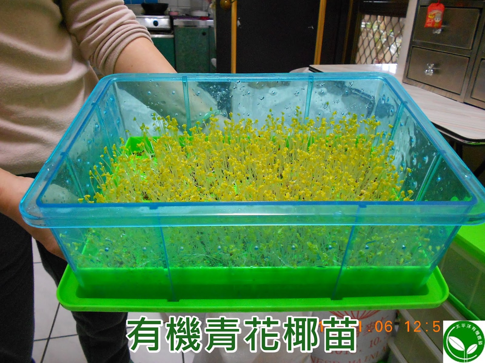 綠花椰 青花椰 西蘭花 芽菜種子 有機綠花椰 青花椰 西蘭花 芽苗菜 太平洋有機農藝 有機水耕種植綠花椰 青花椰 西蘭花 芽菜苗