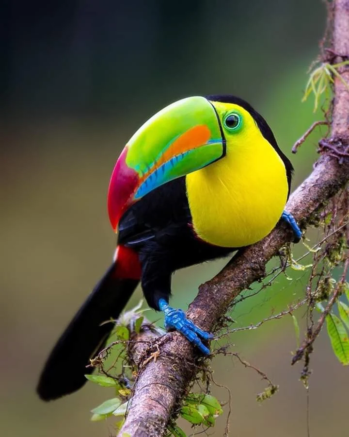 Kill-billed Toucan - The most beautiful bird pictures - The most beautiful bird pictures - NeotericIT.com