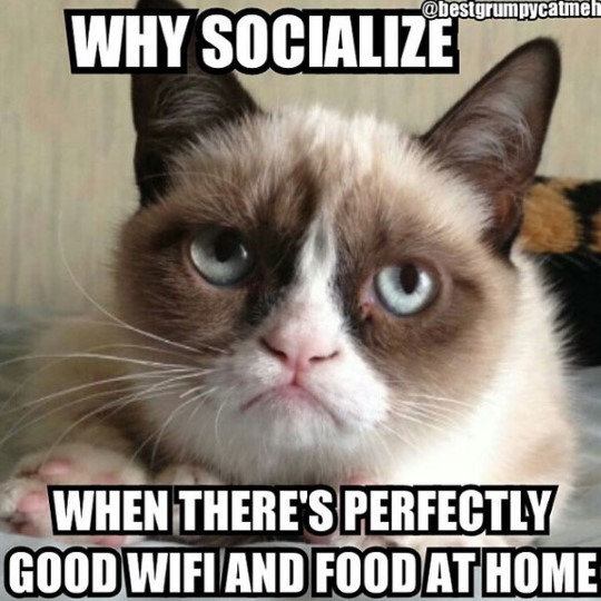 Grumpy Cat Memes