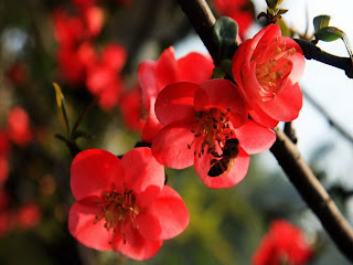 begonias-de-petalos-rojos