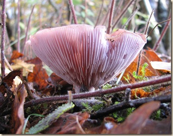 20101119 BHW Lepista nuda 011