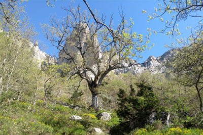 El bosque va quedando atrás