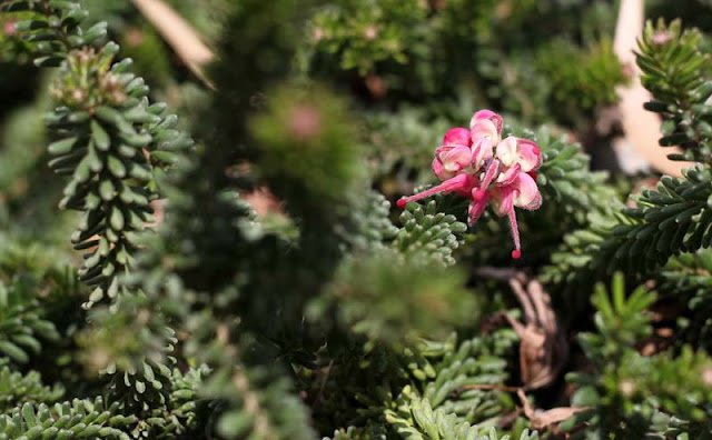 Grevillea Lanigera Flowers