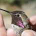 RFID tech may tell us if hummingbird feeders are really a good idea