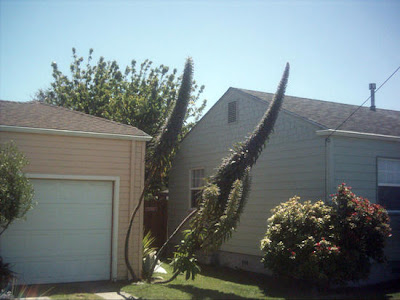 Tower of Jewels Plant in Eureka, CA - Echium Wildpretti - gvan42