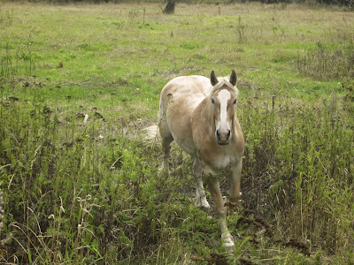 Belgian draft horse trotting through green pasture