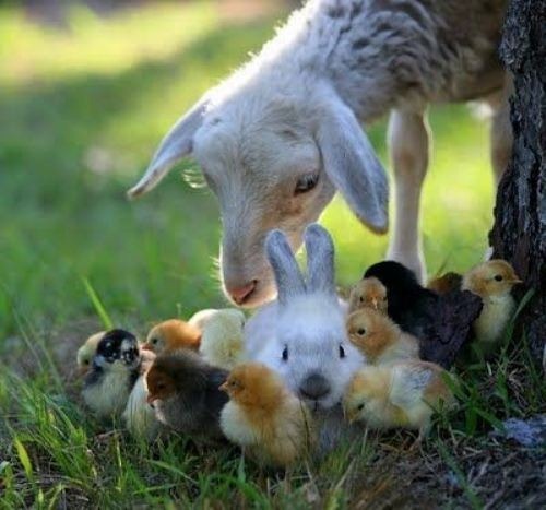 cute-animals-13_002
