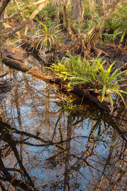 Corkscrew Swamp Sanctuary