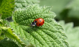 How many wings of a ladybug