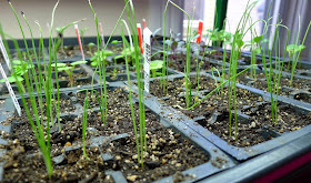 Leek Seedlings, grow lights