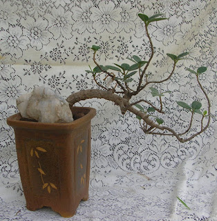 cascading ficus bonsai