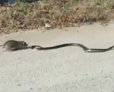 Une maman rat sauve son petit d’un serpent 