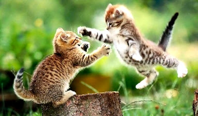 cat fighting