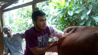 Program Inseminasi Buatan Sapi Kerbau Komoditas Andalan Negeri (Sikomandan) Lebihi Target