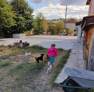 Rosie and the puppies run off to play