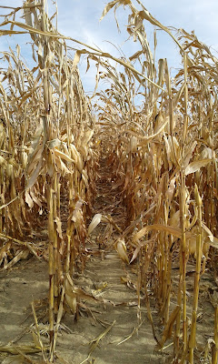 dried cornstalks in a field