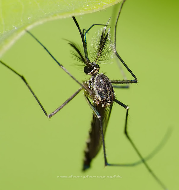 White black bush Mosquito