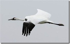 endangered whooping crane