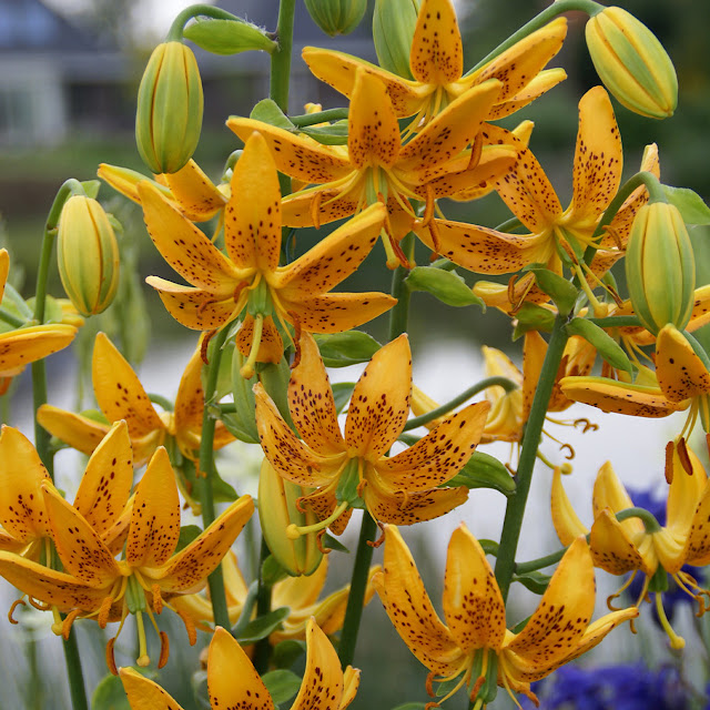 Лилия Хансона / Лилия Гансона (Lilium hansonii)