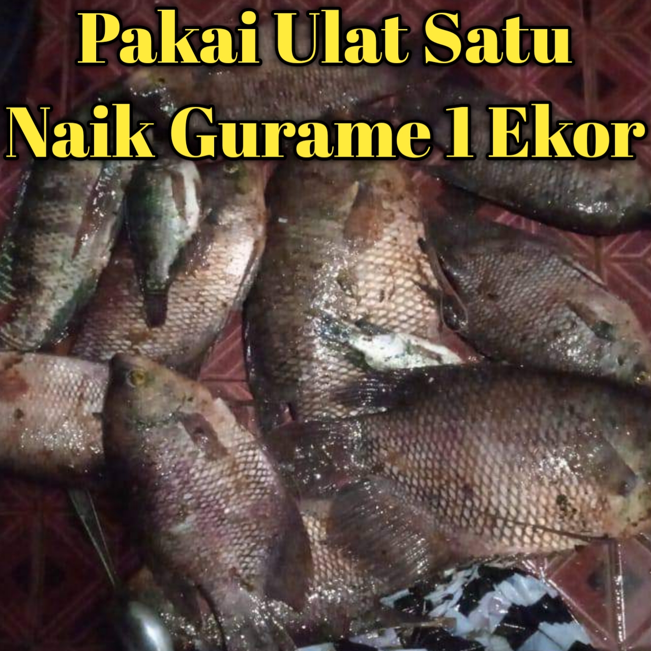 Mancing ikan Gurame / Kaloi kebanyakan pakai umpan jangkrik