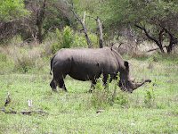 Rinoceronte blanco. Parque Nacional Kruger