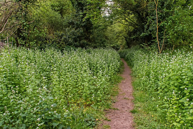 Pathway leading to Bullocky Fen