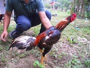 23+ Info Terbaru Gambar Ayam Betina Pama