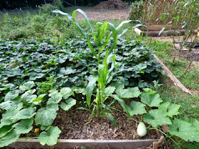 Volunteers grew up through the mulch in my newest Hugelkultur swale bed.