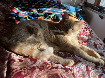 orange cat in a sunbeam on a bed