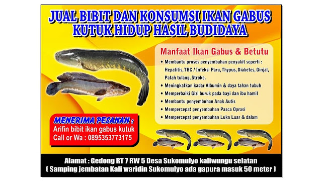Supplier aneka olahan ikan gabus di Indonesia | Snakehead fish Chana Striata