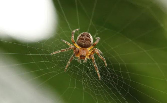 Excellence is required to have a Quality Spider Control in Sydney