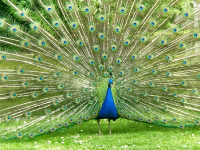 Peacock pictures