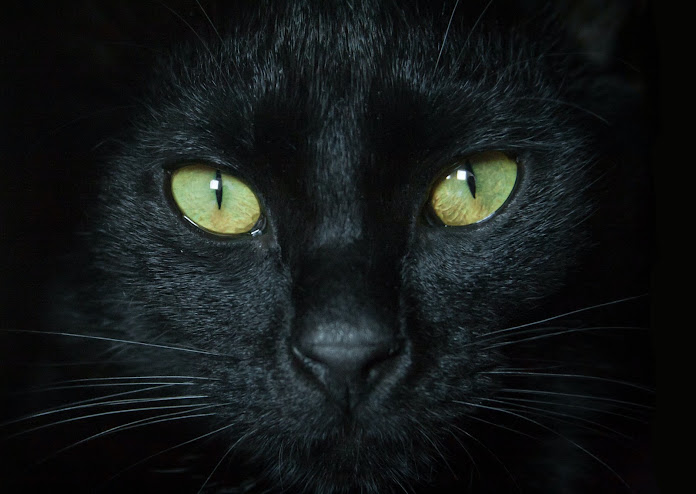 "Unleashing the Truth: Debunking the Myths about Black Cats"