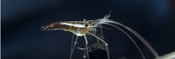 How to tie glass shrimp