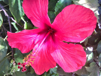 hibisco