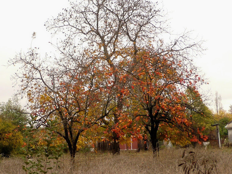 Bulnes, ciudad de las Camelias