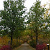 New England  in  Autumn, Tower Hill Botanic Garden