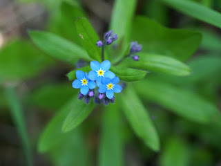 Myosotis bleu - Fleur bleue 