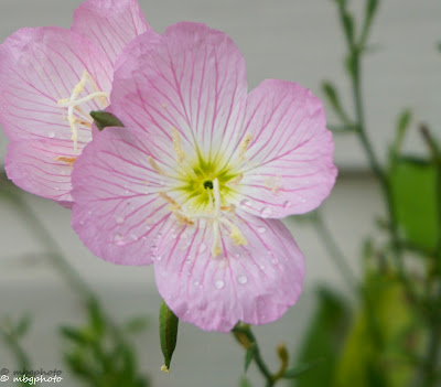 Pink Primrose